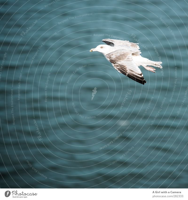 flying by Tier Wildtier Vogel Möwe 1 fliegen frei schön wild Meer Gedeckte Farben Außenaufnahme Detailaufnahme Menschenleer Textfreiraum links