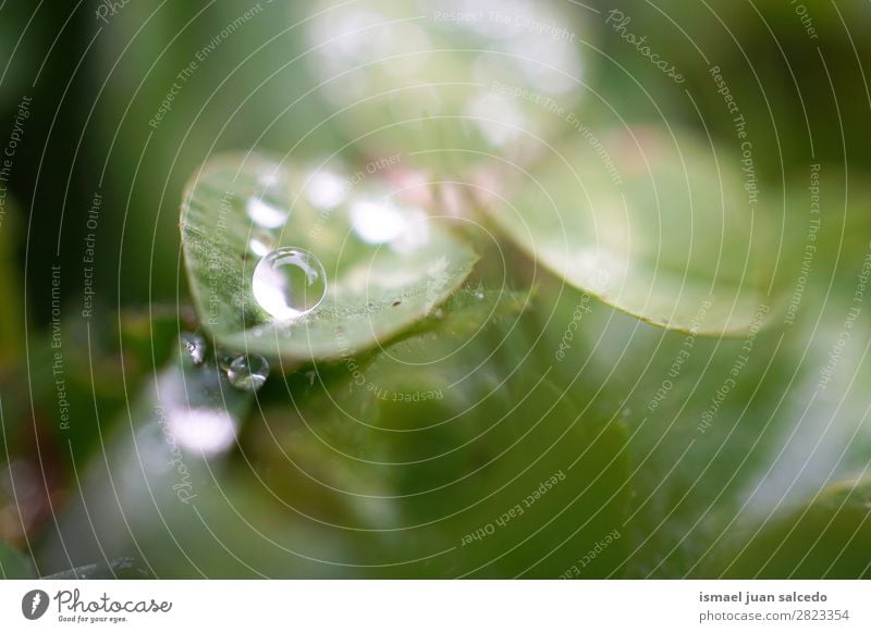 auf die Blätter fallen lassen Pflanze Blatt Tropfen Regen glänzend hell grün Garten geblümt Natur abstrakt Konsistenz frisch Außenaufnahme Hintergrund