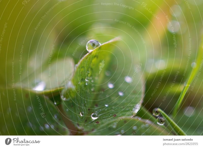 Tropfen auf den Blättern Pflanze Blatt Regen glänzend hell grün Garten geblümt Natur abstrakt Konsistenz frisch Außenaufnahme Hintergrund Beautyfotografie