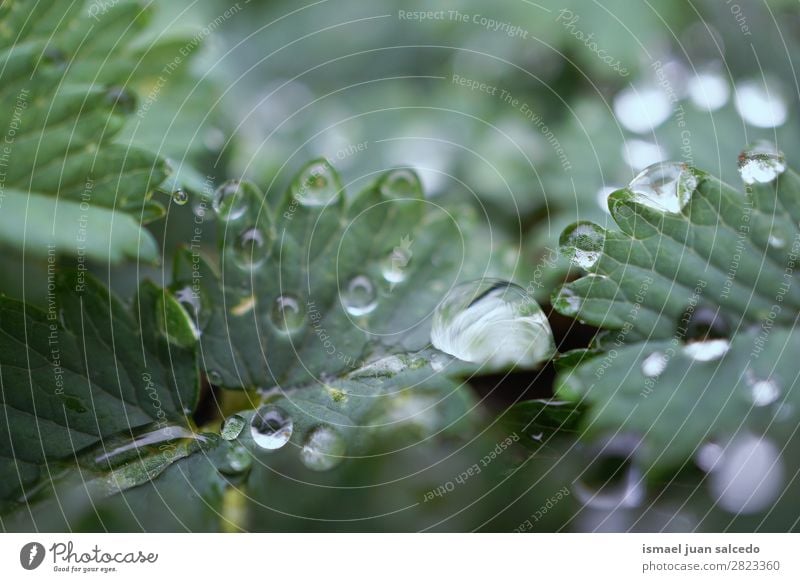 Tropfen auf den grünen Blättern Pflanze Blatt Regen glänzend hell Garten geblümt Natur abstrakt Konsistenz frisch Außenaufnahme Hintergrund Beautyfotografie