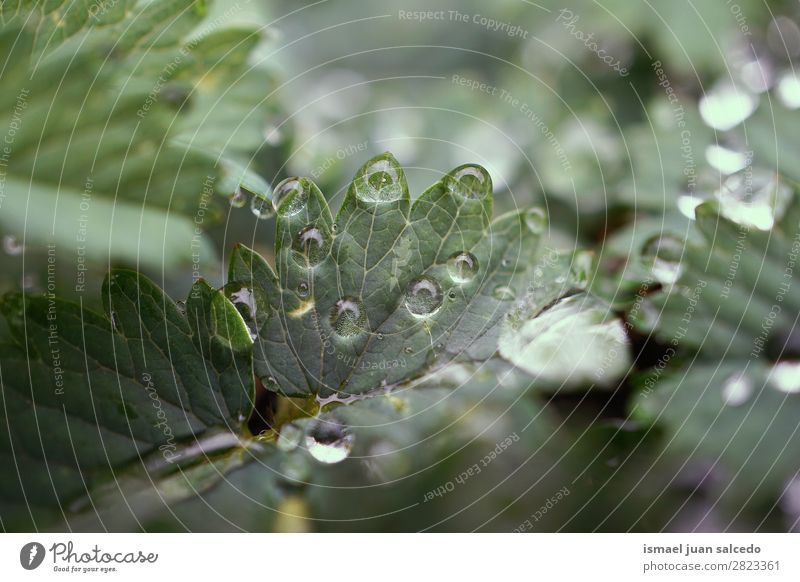 Tropfen auf den Blättern Pflanze Blatt Regen glänzend hell grün Garten geblümt Natur abstrakt Konsistenz frisch Außenaufnahme Hintergrund Beautyfotografie