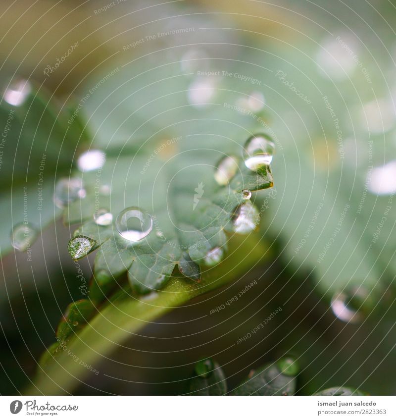 Tropfen auf den Blättern Pflanze Blatt Regen glänzend hell grün Garten geblümt Natur abstrakt Konsistenz frisch Außenaufnahme Hintergrund Beautyfotografie