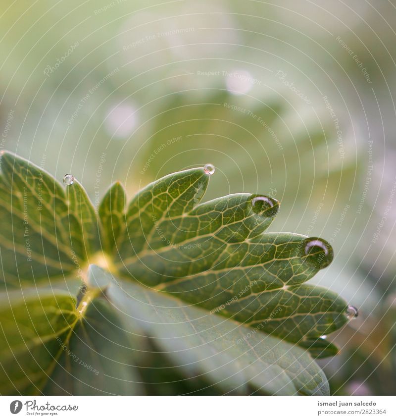 Tropfen auf das grüne Blatt Pflanze Regen glänzend hell Garten geblümt Natur abstrakt Konsistenz frisch Außenaufnahme Hintergrund Beautyfotografie zerbrechlich