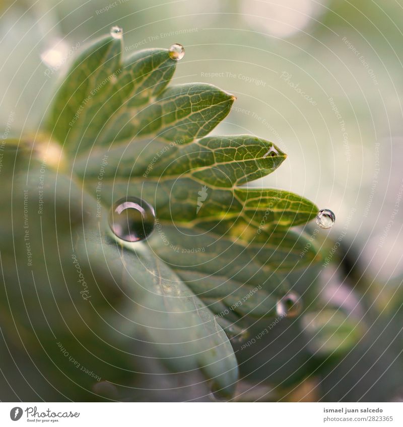 Tropfen auf das grüne Blatt Pflanze Regen glänzend hell Garten geblümt Natur abstrakt Konsistenz frisch Außenaufnahme Hintergrund Beautyfotografie zerbrechlich