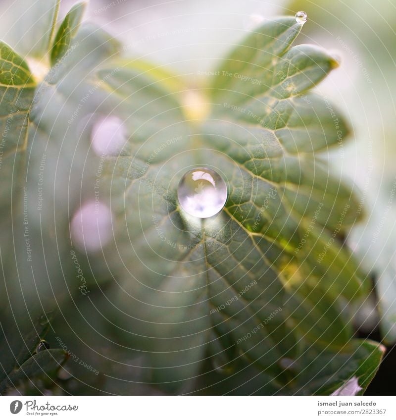 Tropfen auf das grüne Blatt Pflanze Regen glänzend hell Garten geblümt Natur abstrakt Konsistenz frisch Außenaufnahme Hintergrund Beautyfotografie zerbrechlich