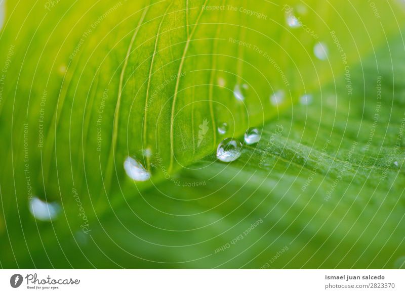 Tropfen auf das grüne Blatt Pflanze Regen glänzend hell Garten geblümt Natur abstrakt Konsistenz frisch Außenaufnahme Hintergrund Beautyfotografie zerbrechlich