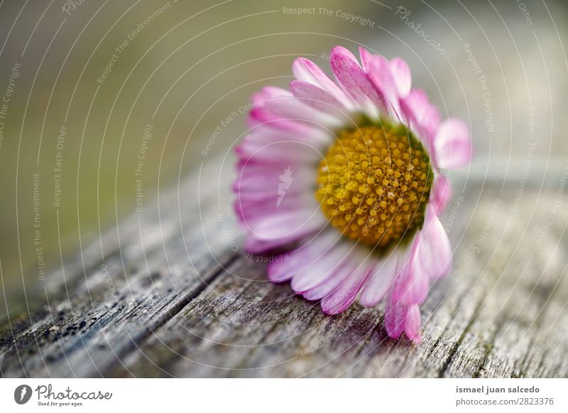 Gänseblümchenpflanze Blume Korbblütengewächs weiß Blütenblatt Pflanze Garten geblümt Natur Dekoration & Verzierung Romantik Beautyfotografie zerbrechlich