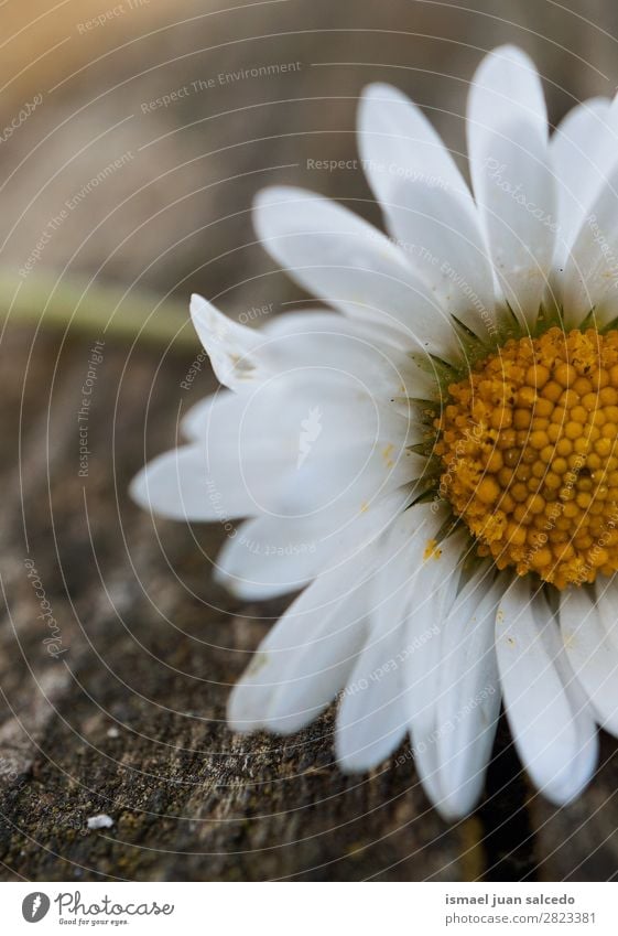 Gänseblümchenpflanze Blume Korbblütengewächs weiß Blütenblatt Pflanze Garten geblümt Natur Dekoration & Verzierung Romantik Beautyfotografie zerbrechlich