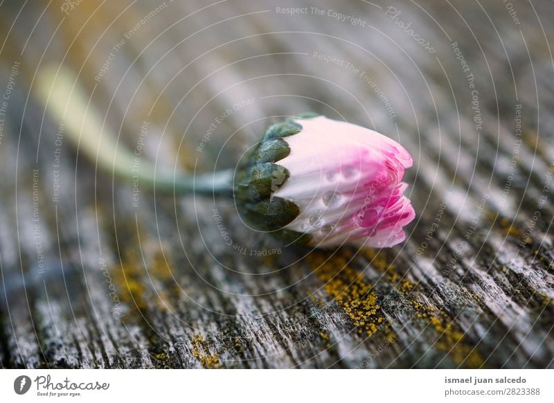 Gänseblümchenpflanze Blume Korbblütengewächs Margerite weiß Blütenblatt Pflanze Garten geblümt Natur Dekoration & Verzierung romantisch Beautyfotografie