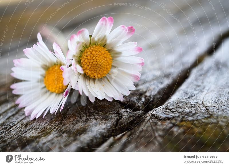 Gänseblümchenpflanze Blume Korbblütengewächs Margerite weiß Blütenblatt Pflanze Garten geblümt Natur Dekoration & Verzierung Romantik Beautyfotografie