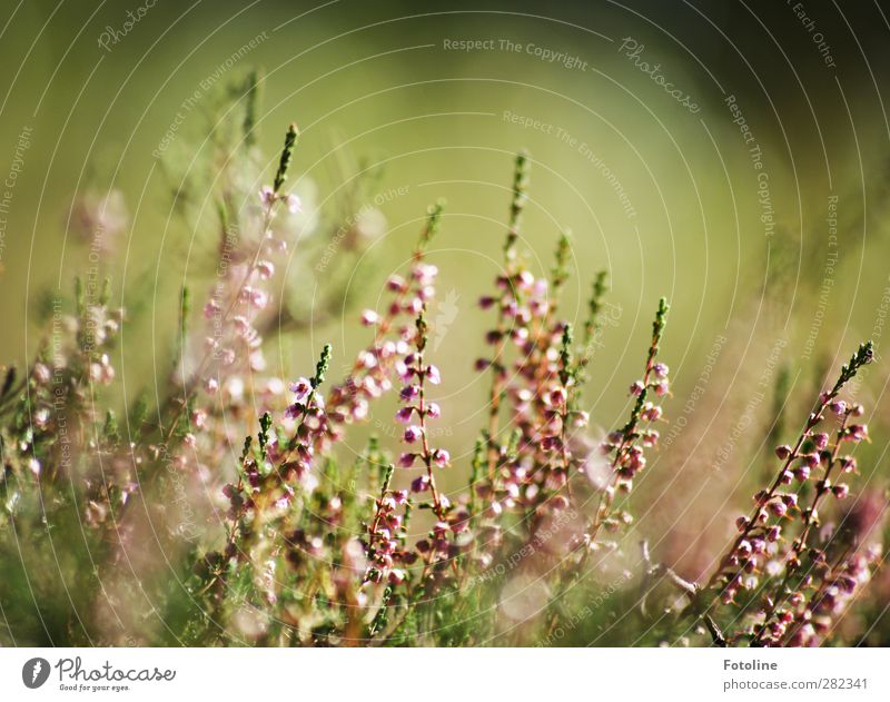 Sitzgelegenheit / für ein schönes Herbstpicknick Umwelt Natur Landschaft Pflanze Blume Sträucher Blüte Garten Park hell natürlich grün Heide Heidekrautgewächse