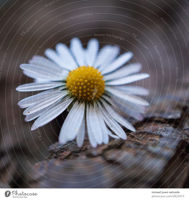 Gänseblümchenpflanze Blume Korbblütengewächs Margerite weiß Blütenblatt Pflanze Garten geblümt Natur Dekoration & Verzierung Romantik Beautyfotografie