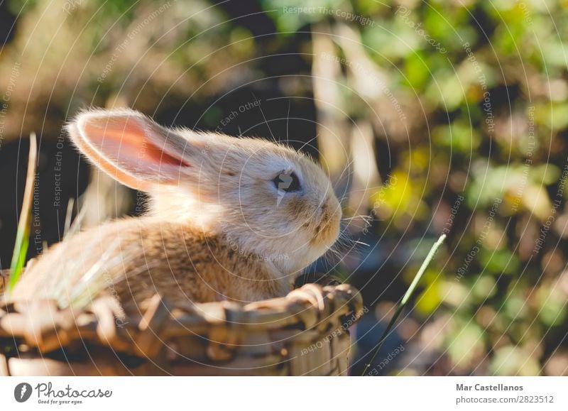 Kaninchen im Holzkorb. Glück Sommer Sonne Ostern Natur Tier Gras Haustier klein natürlich niedlich wild weich reizvoll Ohr Tierwelt Hintergrund unscharf Korb