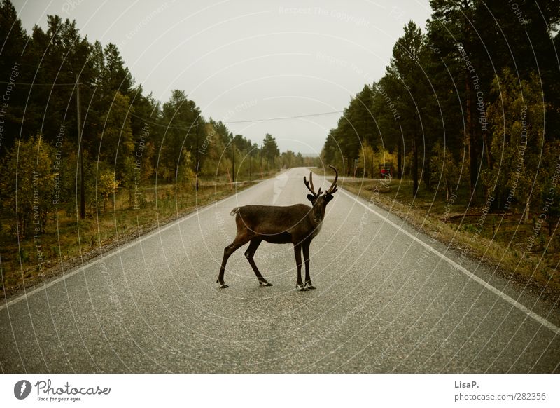 Rudi steht im Weg Landschaft Herbst Menschenleer Autofahren Straße Tier Tiergesicht Rentier 1 Ferien & Urlaub & Reisen Blick stehen frech wild braun grün