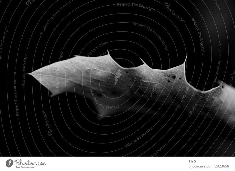 Blatt Natur Pflanze Herbst Winter verblüht ästhetisch authentisch einfach elegant natürlich grau schwarz weiß Gelassenheit geduldig ruhig einzigartig