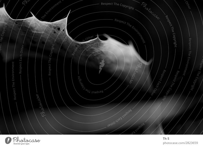 Blatt Natur Pflanze Herbst Winter Bewegung verblüht ästhetisch authentisch einfach elegant natürlich grau schwarz weiß Gelassenheit geduldig ruhig einzigartig