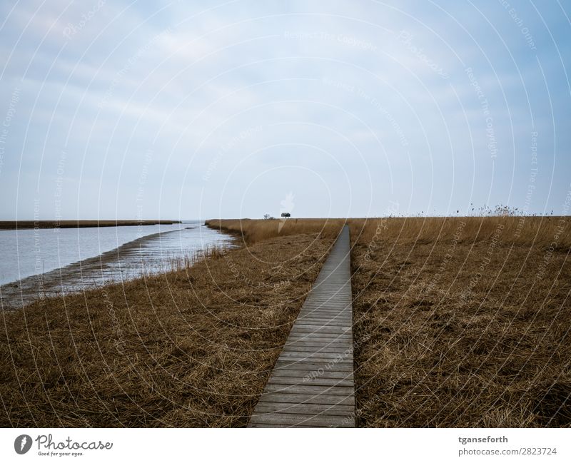 Siel am Kiekkasten Ferien & Urlaub & Reisen Ausflug Abenteuer Ferne Freiheit Expedition Strand Meer Winter Natur Landschaft Pflanze Erde Sand Wasser Himmel