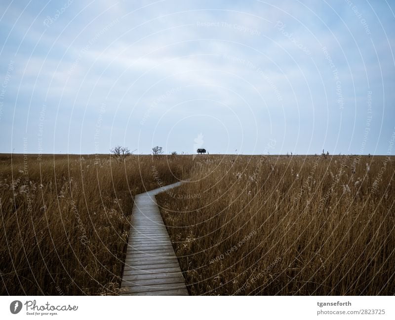 Weg zum Kiekkasten Ferien & Urlaub & Reisen Ausflug Abenteuer Ferne Meer Umwelt Natur Landschaft Pflanze Wolken Winter Wetter Gras Sträucher Wildpflanze Wiese