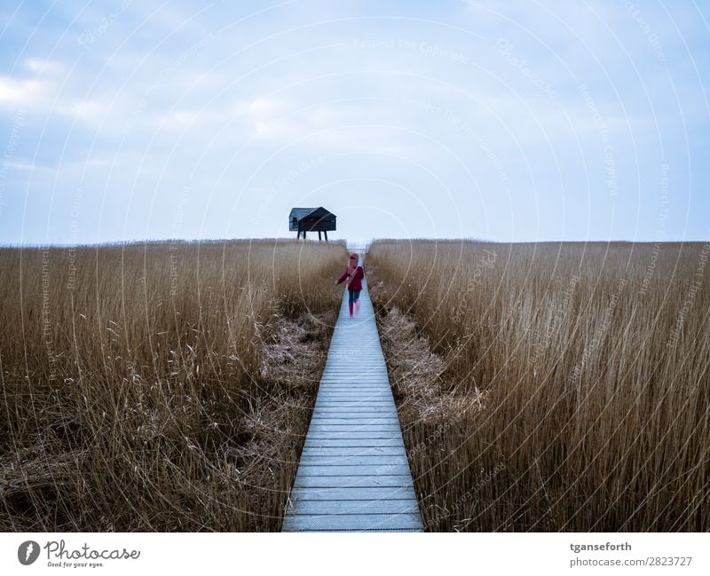 Rennen zum Meer Ferien & Urlaub & Reisen Ausflug Abenteuer Ferne Freiheit Natur Landschaft Pflanze Wolken Horizont Wildpflanze Wiese Küste Nordsee Dollart Hütte