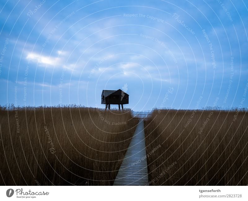 Weg zum Kiekkasten Ferien & Urlaub & Reisen Ausflug Abenteuer Freiheit Meer Umwelt Natur Landschaft Pflanze Horizont Winter Gras Wiese Küste Nordsee Dollart