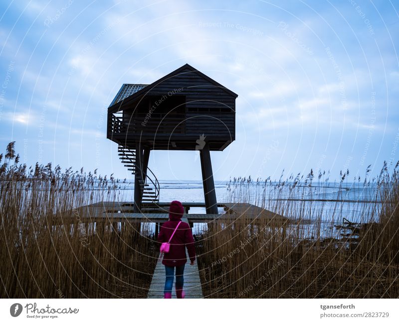 Am Kiekkasten Ferien & Urlaub & Reisen Ausflug Abenteuer Ferne Freiheit Expedition Strand Meer Winter Mensch Kind Kindheit 1 8-13 Jahre Natur Landschaft Pflanze