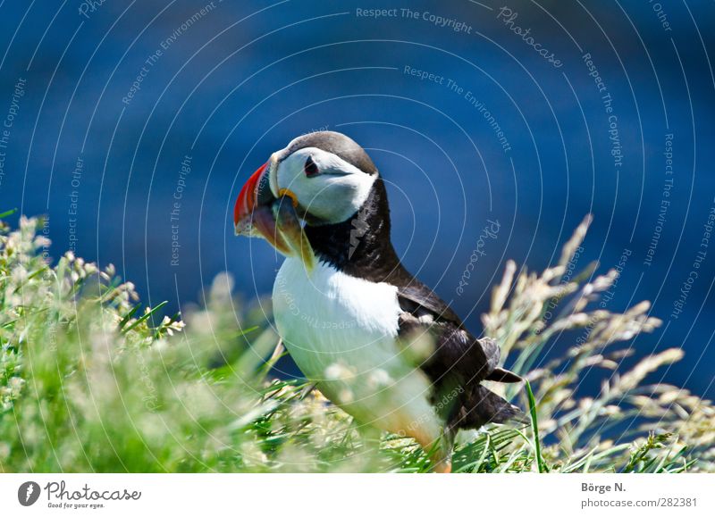 Puffin Gras Island Tier Wildtier Vogel Tiergesicht Papageitaucher 1 Fressen blau grün rot schwarz Farbfoto Außenaufnahme Schwache Tiefenschärfe