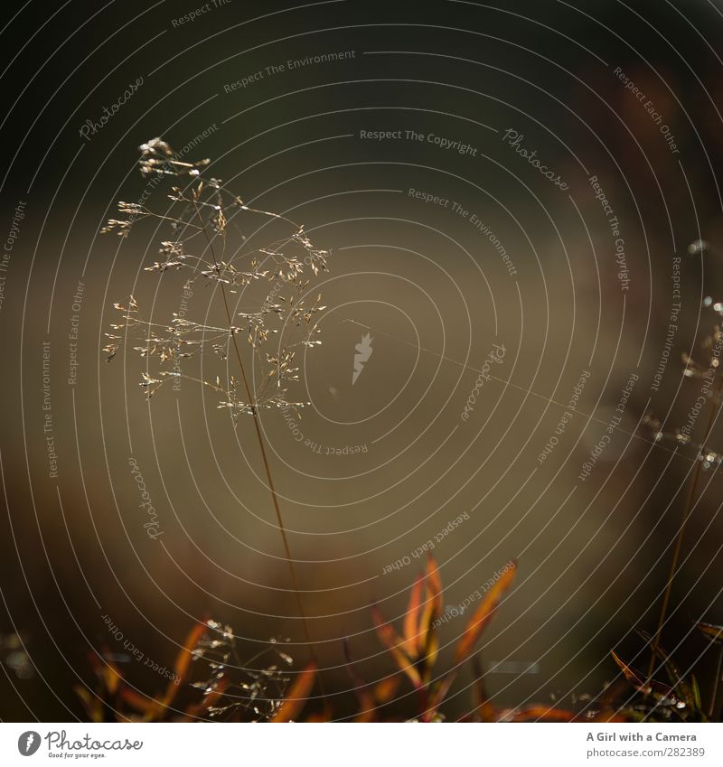 as it ends Umwelt Natur Pflanze Herbst Schönes Wetter Gras natürlich Verbundenheit herbstlich Gedeckte Farben Außenaufnahme Detailaufnahme Menschenleer