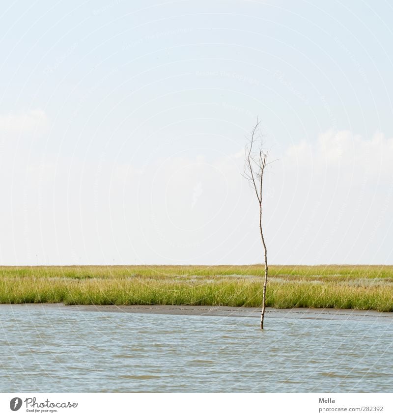 Alleinstehend Umwelt Natur Landschaft Luft Wasser Pflanze Baum Küste Flussufer Nordsee Fahrwasser dünn klein ruhig Ferne einzeln leer Farbfoto Außenaufnahme