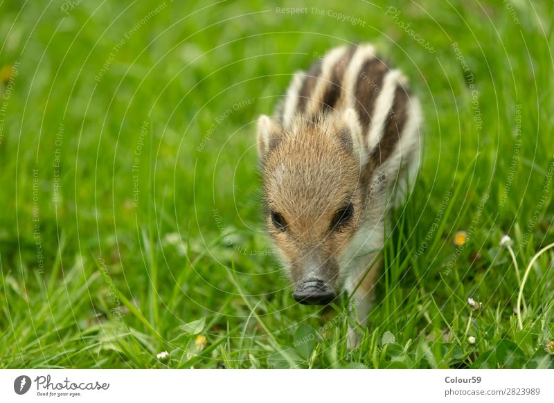 Frischling auf einer Wiese schön Baby Natur Tier Frühling Gras Wildtier 1 Tierjunges laufen klein niedlich braun grün weiß Zufriedenheit wild Eber Ferkel