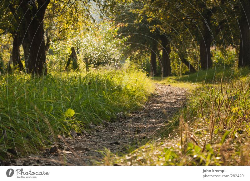 Schwitzgelegenheit Umwelt Natur Baum Gras Garten Park Wiese Alpen Wachstum positiv braun gelb grün Zufriedenheit Lebensfreude Optimismus Romantik