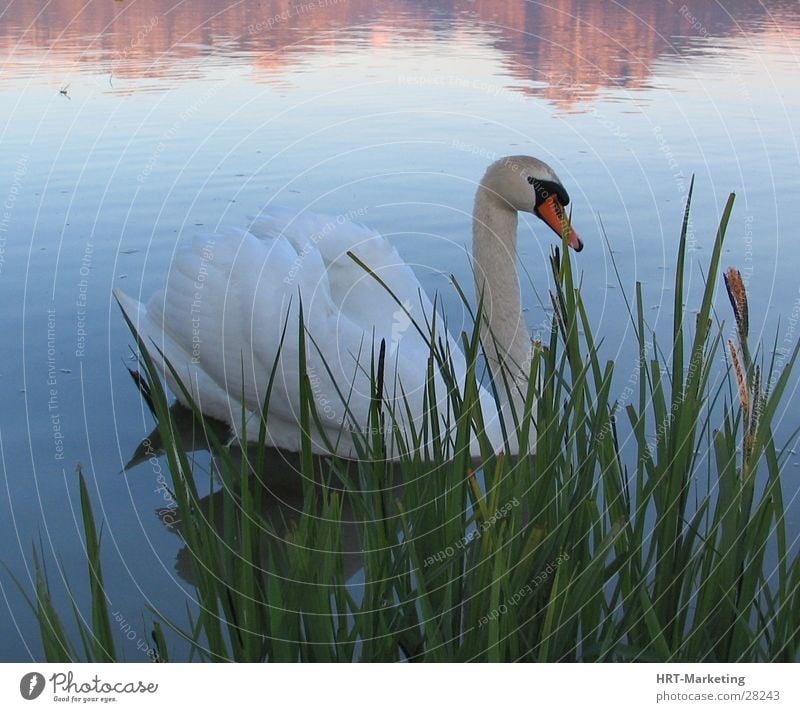 Schwan im See