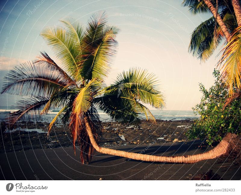 Sitzgelegenheit | Costa Rica, Parque Nacional Corcovado Umwelt Natur Landschaft Urelemente Sand Luft Wasser Himmel Wolken Wetter Schönes Wetter Pflanze Baum