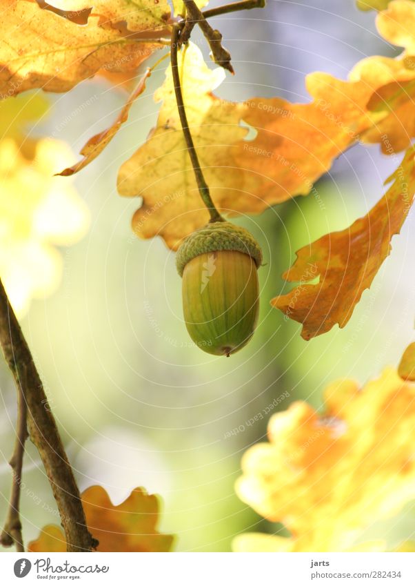 herbstfrucht Umwelt Natur Pflanze Herbst Schönes Wetter Baum Wald natürlich Eicheln Blatt Farbfoto Außenaufnahme Nahaufnahme Detailaufnahme Menschenleer