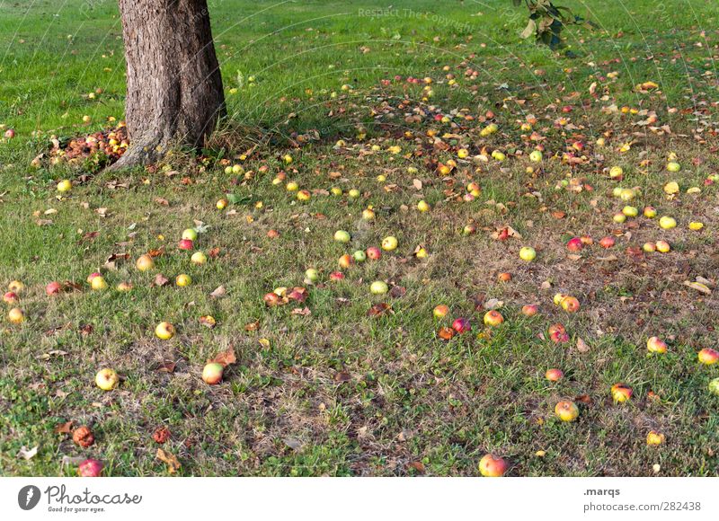 Fruitarismus Frucht Apfel Essen Fallobst Vegetarische Ernährung Vegane Ernährung frugarismus Lifestyle Landwirtschaft Forstwirtschaft Umwelt Natur Pflanze