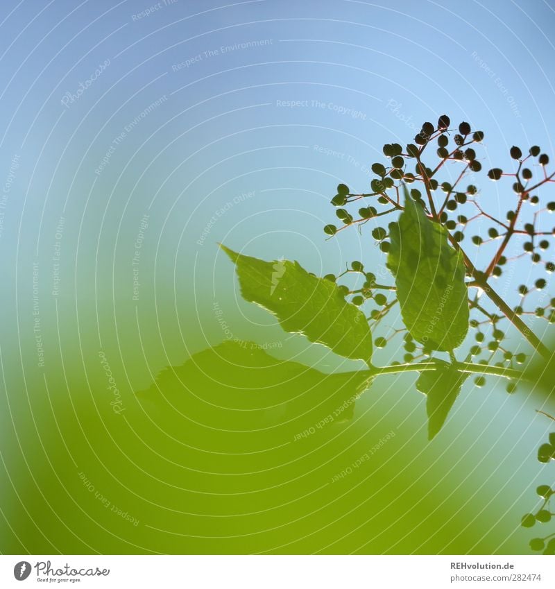 "Oh Oh... Jetzt wird er groß, grün und böse!" Natur Pflanze Himmel Blatt Nutzpflanze Hollunder blau Farbfoto Außenaufnahme Textfreiraum links Tag Sonnenlicht