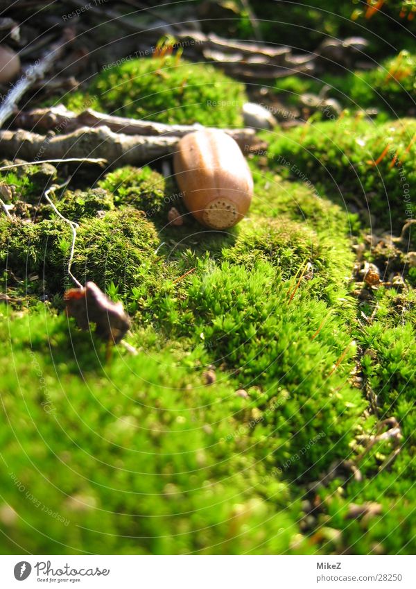 Die verträumte Eichel grün Frühling Eicheln Makroaufnahme Natur Moos