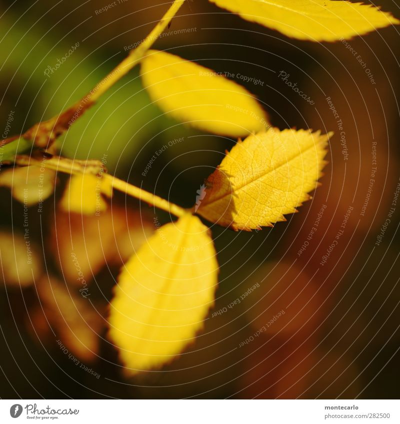 herbstwärme Umwelt Natur Pflanze Sonnenlicht Herbst Baum Sträucher Blatt Grünpflanze Wildpflanze alt dünn authentisch einfach glänzend klein natürlich Spitze