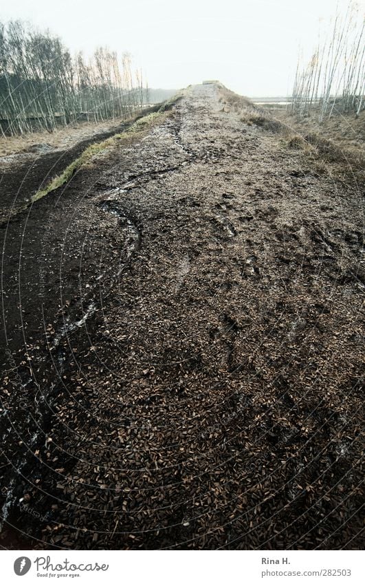 AufWärts Umwelt Natur Landschaft Horizont Herbst Winter Hügel Moor kalt Einsamkeit ruhig Wege & Pfade Erosion Furche Riss Birken Erde Torf Gedeckte Farben