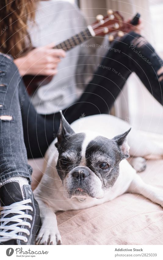 Frau und Hund entspannen zu Hause heimwärts Erholung Lifestyle Ukulele Gitarre Musiker Haustier Freundschaft lügen schön Raum Mensch lässig Erwachsene