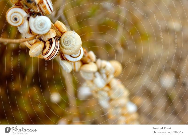 snail Natur Tier Schnecke Tiergruppe Herde Tierfamilie Erholung Zusammensein klein nah oben schleimig braun gelb gold orange Abenteuer anstrengen einzigartig