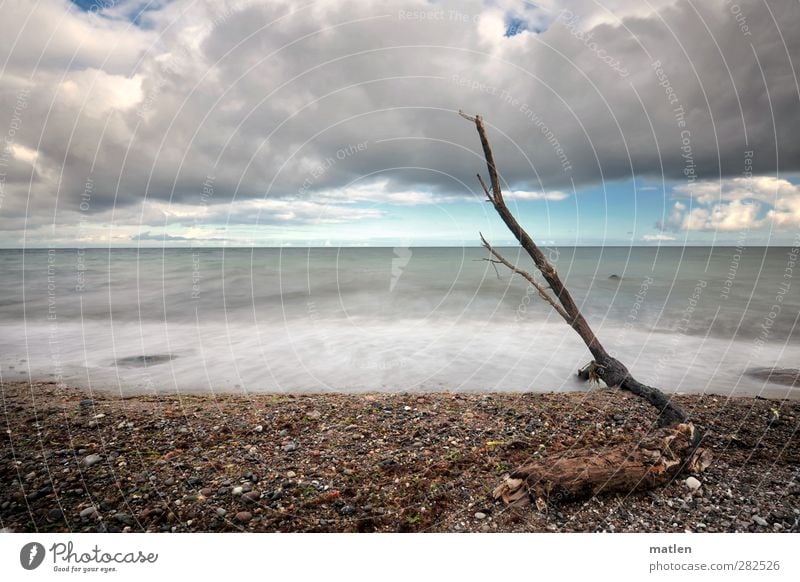 Strand.gut Landschaft Himmel Wolken Gewitterwolken Herbst Wetter Baum Küste Ostsee Menschenleer Stein Sand blau braun grau gestrandet Strandgut Farbfoto