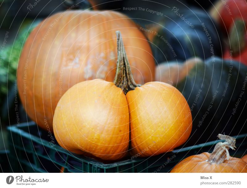 ...Popo Lebensmittel Gemüse Ernährung Bioprodukte Vegetarische Ernährung Gesäß dick rund lustig Kürbis Wochenmarkt Gemüsemarkt orange Halloween lecker