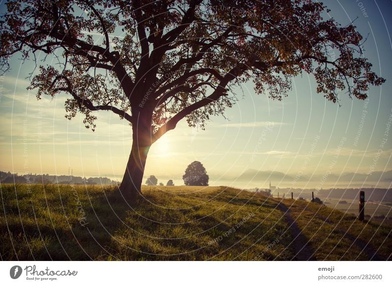 Hügel Umwelt Natur Landschaft Himmel Herbst Schönes Wetter Nebel Baum Wiese Feld natürlich grün Farbfoto Außenaufnahme Menschenleer Morgen Morgendämmerung