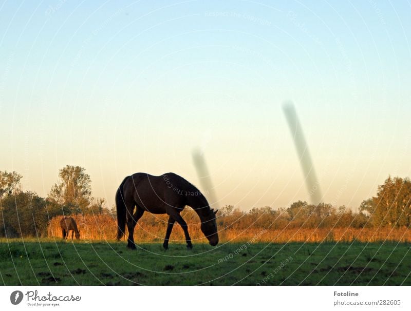 Frühstück Umwelt Natur Pflanze Tier Urelemente Erde Himmel Wolkenloser Himmel Baum Gras Wiese Feld Pferd natürlich Weide Fressen Farbfoto mehrfarbig