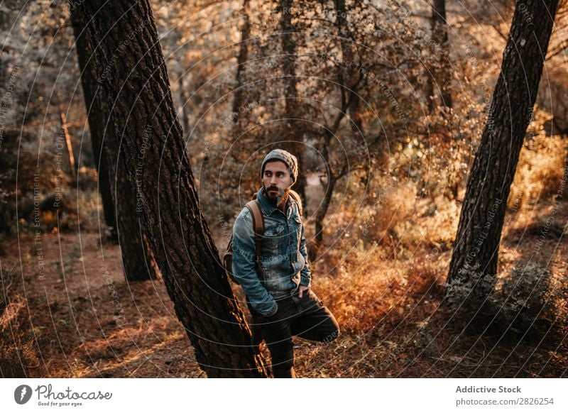 Der Mensch hat eine friedliche Zeit im Wald bei Sonnenuntergang. ruhen sitzen Mann Tourist Blick Baum Porträt Herbst Jugendliche ländlich Natur Erholung stumm