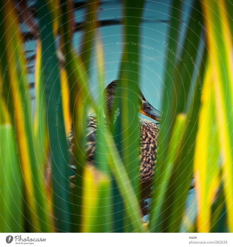 Entertainer (Backstage) Umwelt Natur Tier Urelemente Gras Blatt Seeufer Teich Wildtier Vogel 1 authentisch lustig grün Schilfrohr Versteck Tarnung Entenvögel