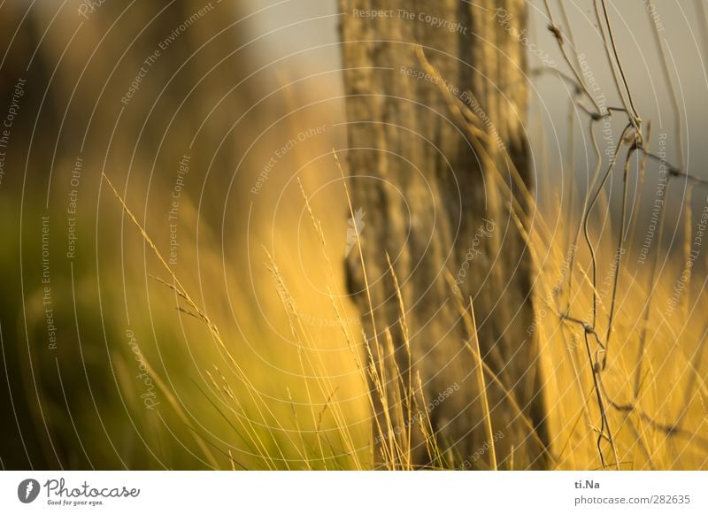 wo das Gras wächst Umwelt Tier Sommer Herbst Pflanze Sträucher Wachstum natürlich wild braun gelb grau grün Zaun Zaunpfahl Drahtzaun Farbfoto Gedeckte Farben