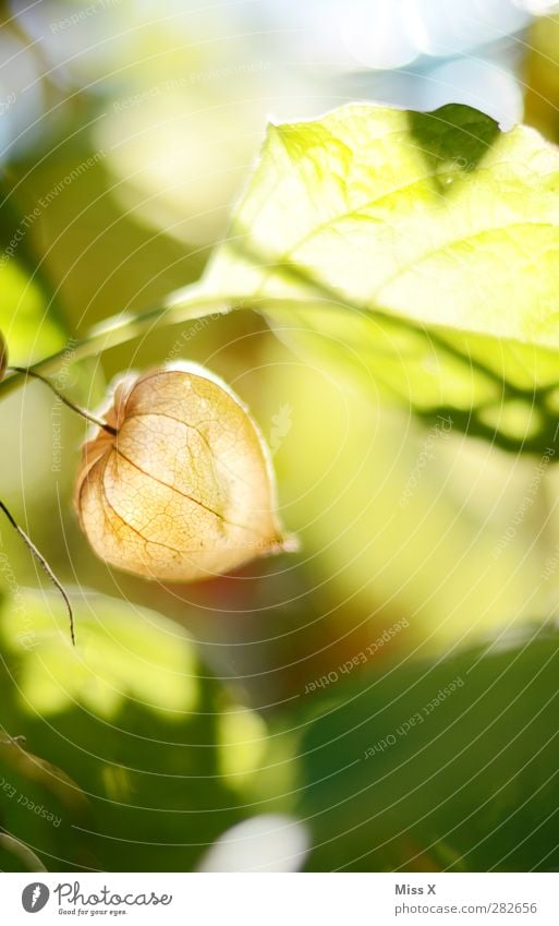 Laterne Natur Herbst Pflanze Blume Sträucher Blatt Blüte leuchten Lampionblume Blattadern Herbstfärbung Farbfoto mehrfarbig Außenaufnahme Nahaufnahme