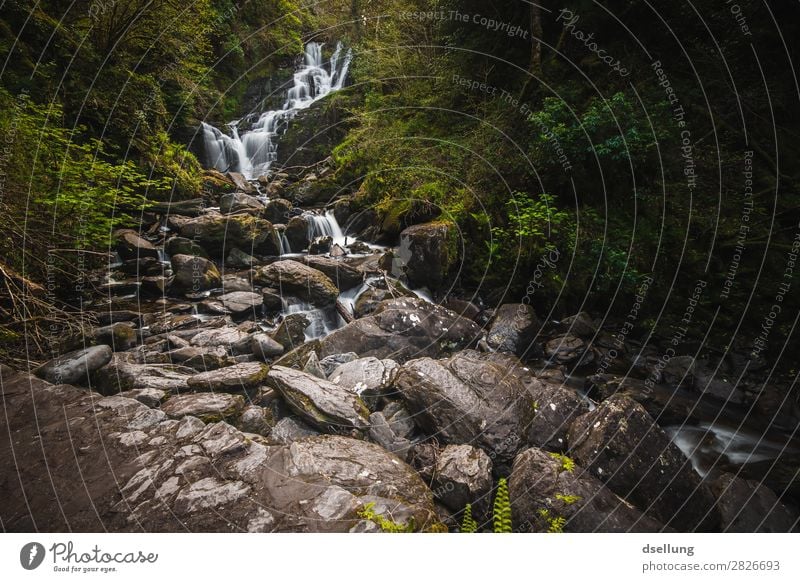 Wasserfall im Wald - Torc Waterfall Ferien & Urlaub & Reisen Tourismus Ausflug wandern Landschaft Felsen Europa Sehenswürdigkeit nass natürlich wild grün Idylle