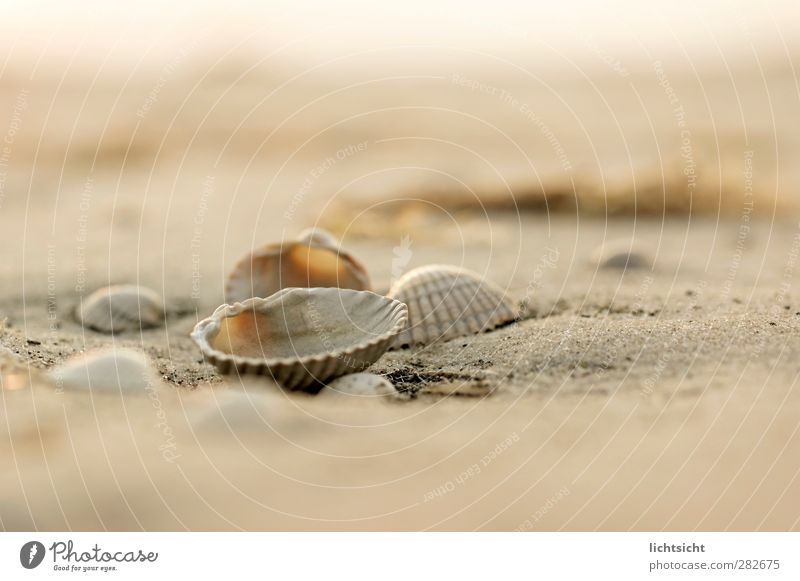 SandMeer I Natur Landschaft Urelemente Sommer Wetter Schönes Wetter Küste Strand Nordsee Ostsee Insel maritim Muschel Muschelschale Muschelsand Strandgut